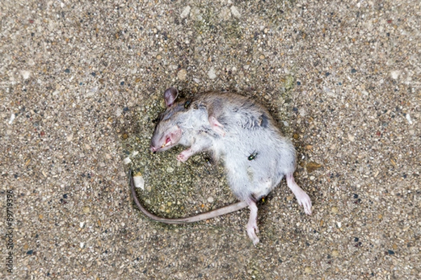 Fototapeta Dead rat