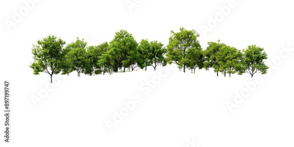 Obraz A row of trees with green leaves and a white background