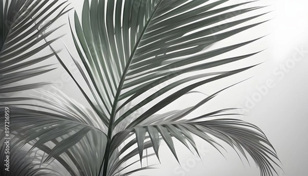 Fototapeta Palm leaves evergreen summer realistic on transparent backgrounds