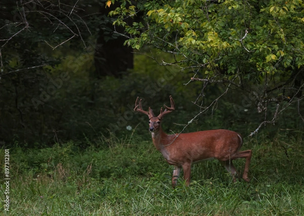 Obraz Nice Buck in a Meadow