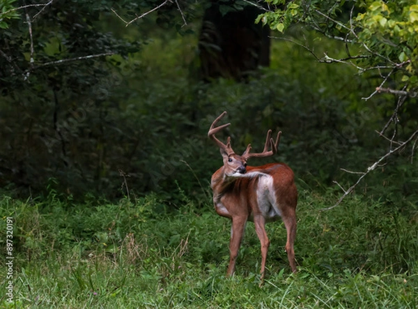 Obraz Buck Grooming his Tail