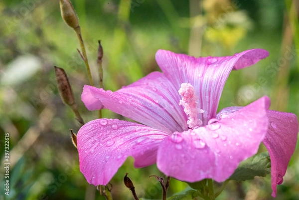 Fototapeta hollyhocks