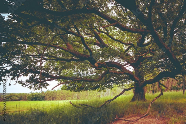 Fototapeta tree in the forest