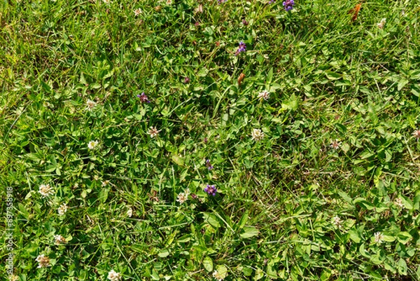 Obraz Ground cover with clover and flowers in the summertime.