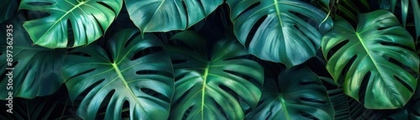 Fototapeta Lush dark green monstera leaves overlapping, showcasing vibrant tropical foliage with detailed textures and natural patterns in a dense arrangement.