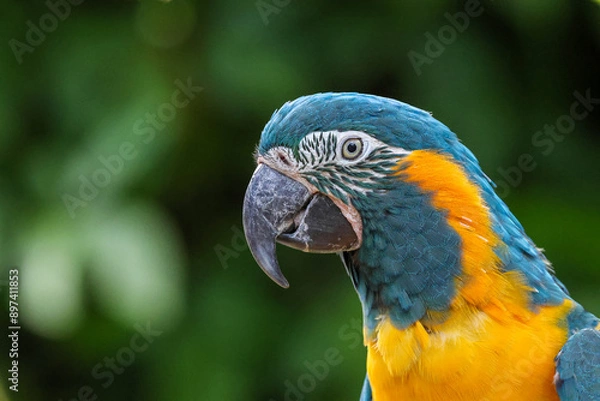 Obraz Blue throat Macaw parrot
