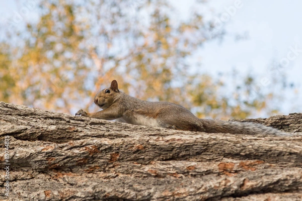 Obraz grey squirrel