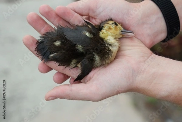 Fototapeta Injured Baby Duck in Hands of Rescuer
