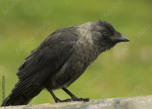 Fototapeta Jackdaw