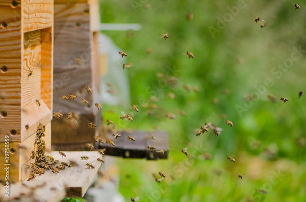 Obraz Bienen