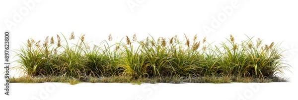 Fototapeta Meadow grass row prairie cutout transparent background 3d rendering png file
