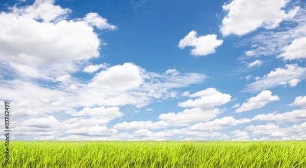 Obraz 草原と青空