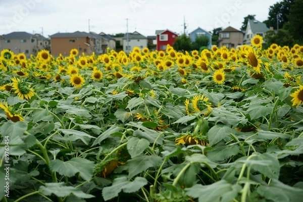 Obraz 清瀬市のヒマワリ