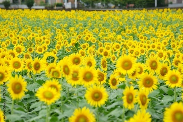 Obraz 清瀬市のヒマワリ