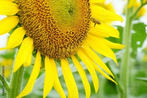 Obraz 清瀬市のヒマワリ