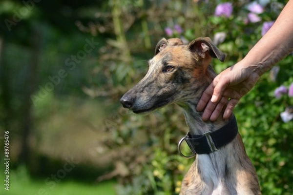 Fototapeta Hund wird gestreichelt