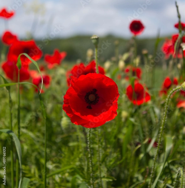 Obraz Poppies in a field against a blue sky on a summers evening in North Yorkshire UK