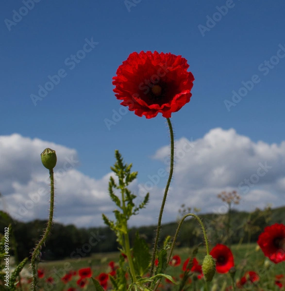 Obraz Poppies in a field against a blue sky on a summers evening in North Yorkshire UK