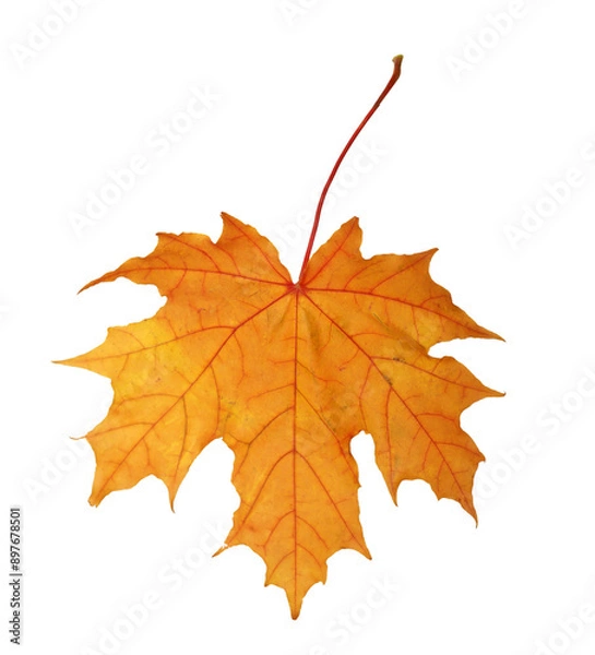 Obraz Yellow autumn leaf isolated