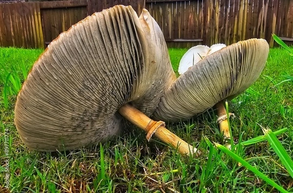 Fototapeta This is a close up picture of a mushroom, flowering in the grass, after an afternoon rain storm.