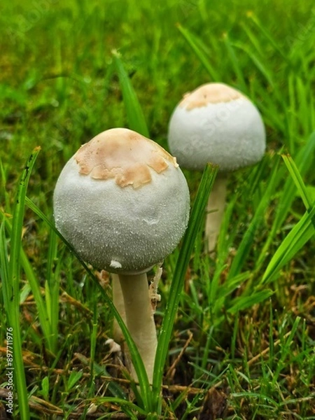Fototapeta This is a close up picture of a mushroom, flowering in the grass, after an afternoon rain storm.