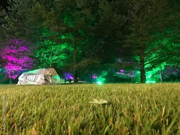 Obraz illuminated forest