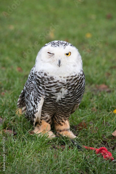 Obraz Captive owl winking