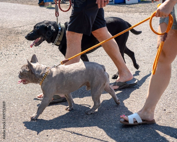 Obraz People walking their two happy dogs, Lab and French Bulldog, at a public outdoor event in the summertime.