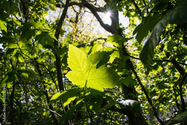Fototapeta Leaf on a tree illuminated by the sun