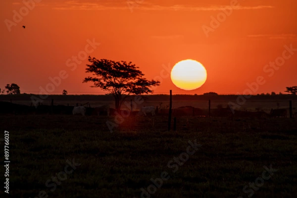 Obraz Sun in the horizon 