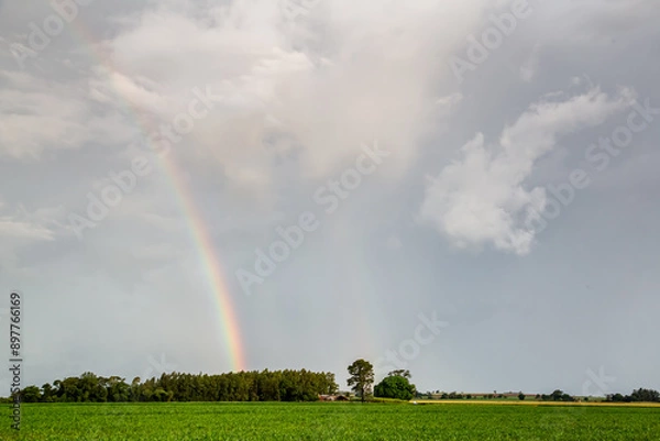 Obraz rainbow in the field