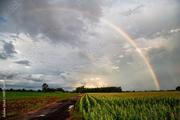Obraz rainbow over field
