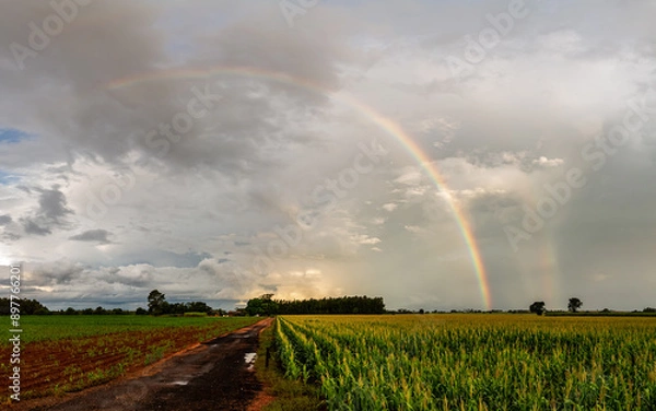 Obraz rainbow over fields