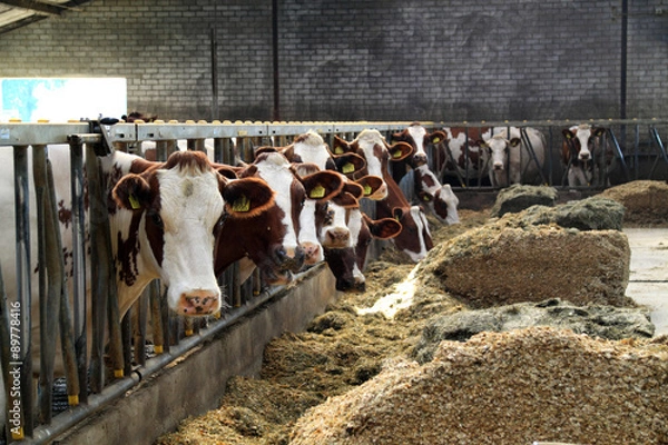 Fototapeta Cows are calm animals