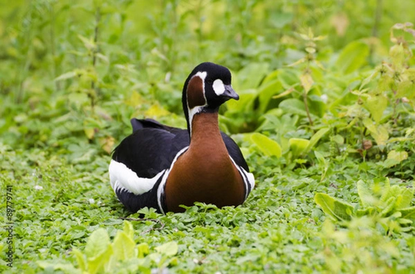 Obraz Red Breasted Goose