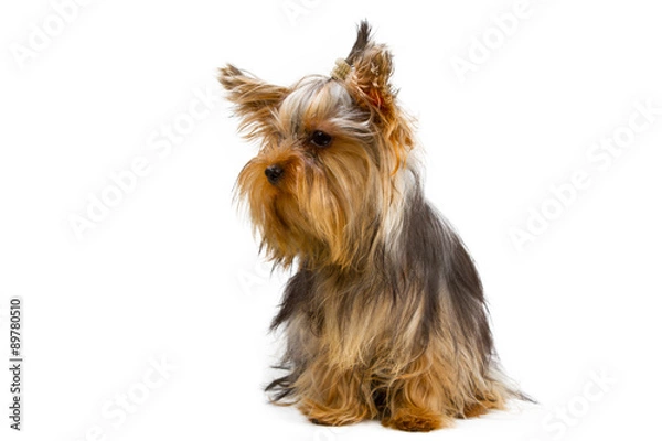 Obraz Yorkshire terrier