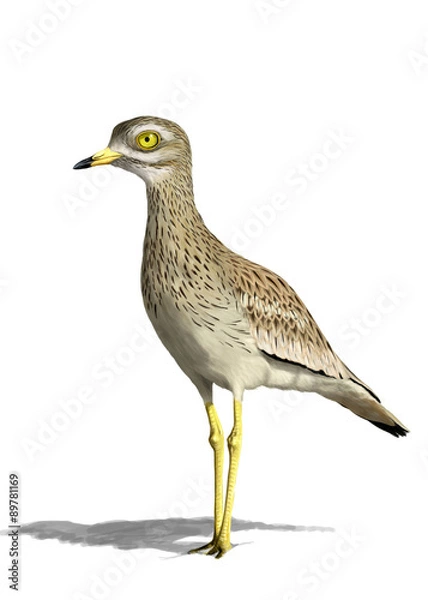 Fototapeta Eurasian stone-curlew