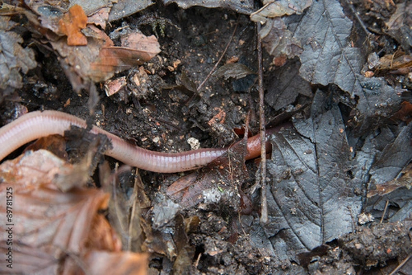 Obraz Earthworm