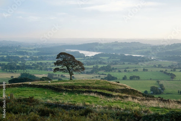 Obraz A scene showing a tree in a field