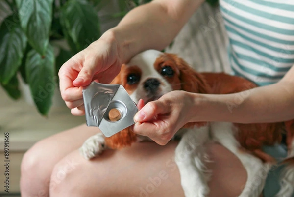 Fototapeta A woman opens a package of veterinary medication for dogs against parasites, ticks, and fleas. Insectoacaricidal agent. Cavalier King Charles Spaniel