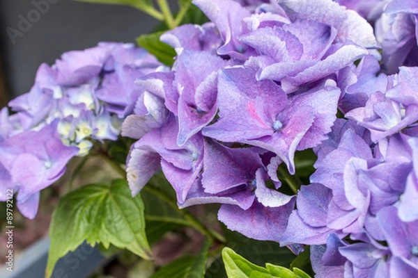 Obraz hydrangeas / blue and violet hydrangea flowers