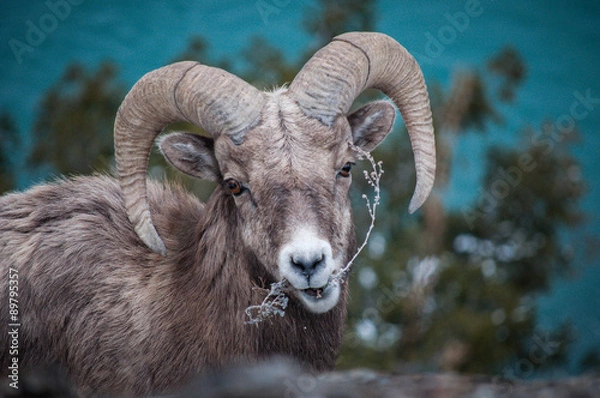 Fototapeta Bighorn sheep eating