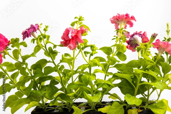 Fototapeta Petunia hybrida, Grandiflora double cascade pink 
seedling isolated on white background , macro