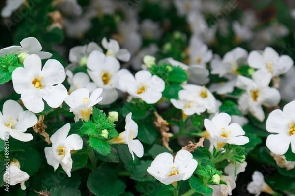Obraz Snowstorm White Bacopa Vigorous