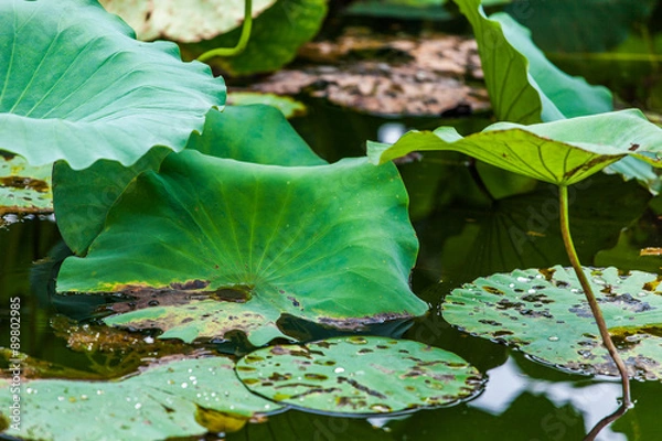 Fototapeta Lotus in China