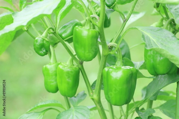 Obraz ピーマンの栽培