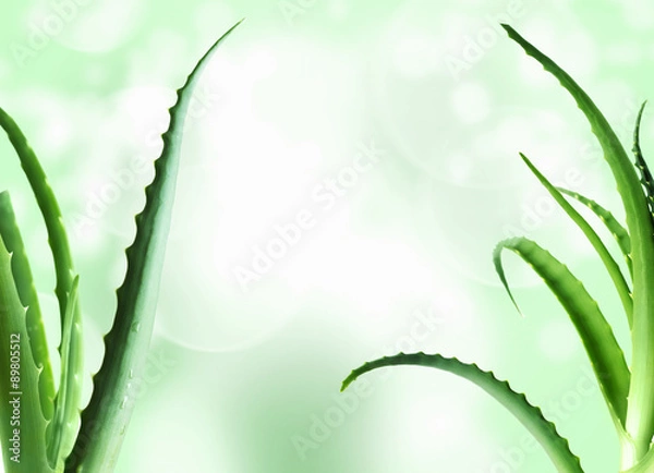 Obraz aloe vera leaves  background