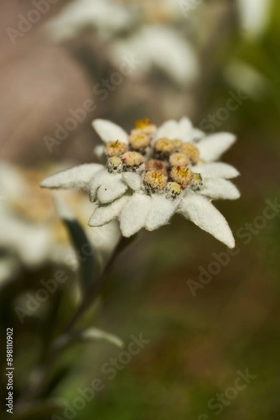 Fototapeta Edelweiss flower in closeup