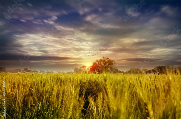 Obraz wheat fields dramatic sky landscape towards light