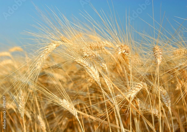 Obraz épis de blé